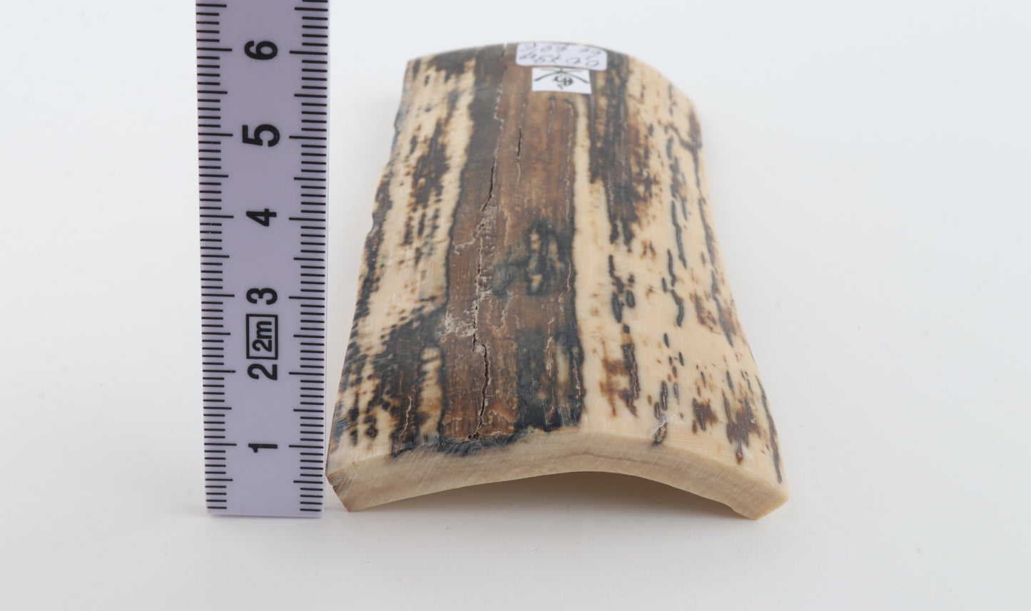 Brown-white mammoth bark