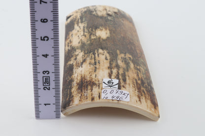 Brown-cream mammoth bark