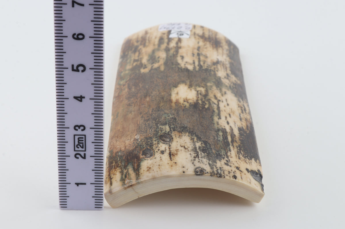Brown-cream mammoth bark