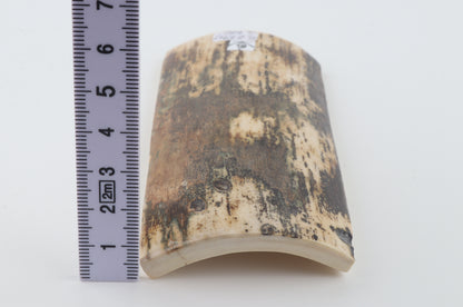 Brown-cream mammoth bark