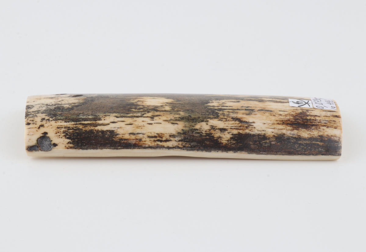 Brown-cream mammoth bark