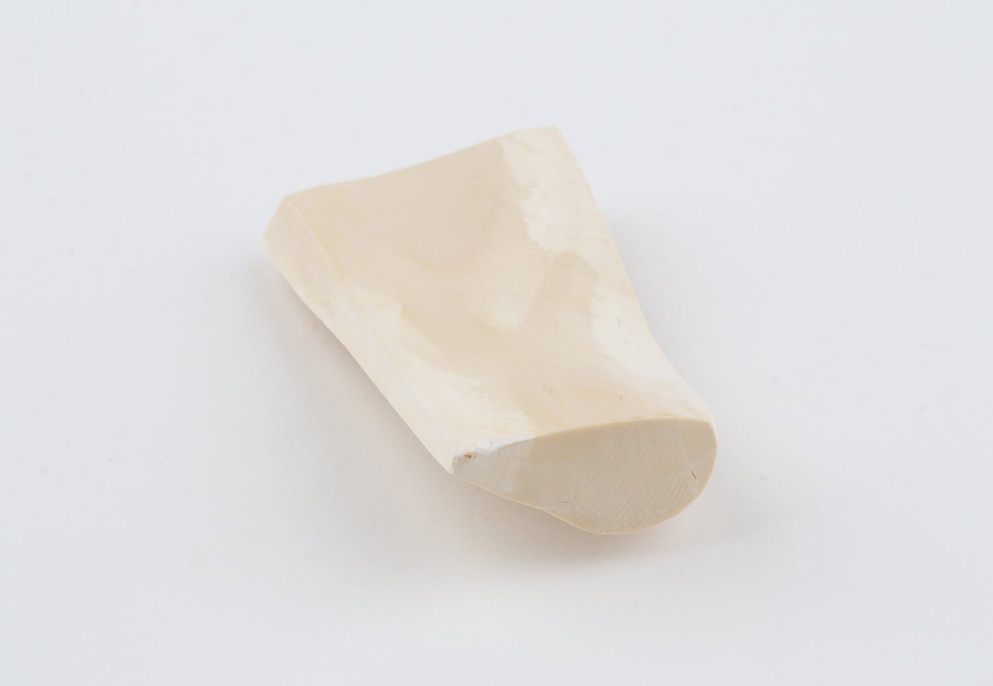 White mammoth ivory segment