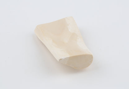 White mammoth ivory segment