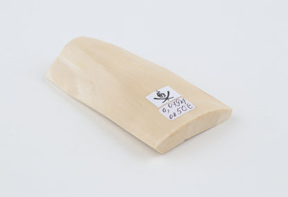 White mammoth ivory segment