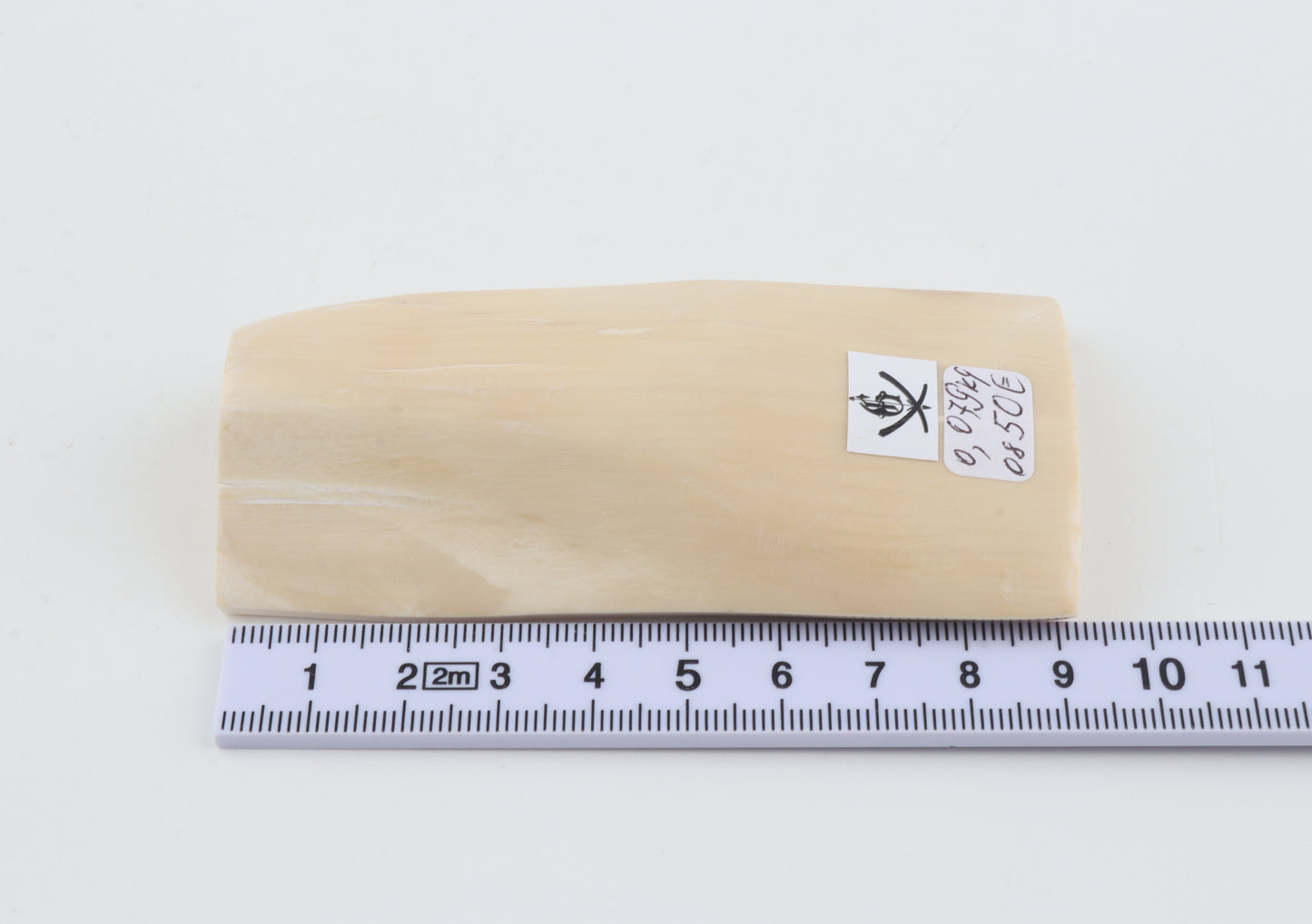White mammoth ivory segment