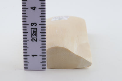 White mammoth ivory segment