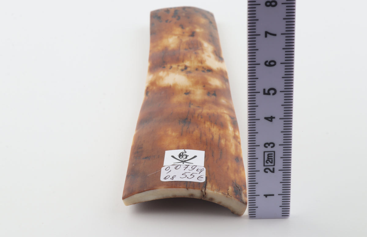 Caramel-brown mammoth bark