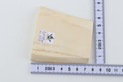 White mammoth ivory segment