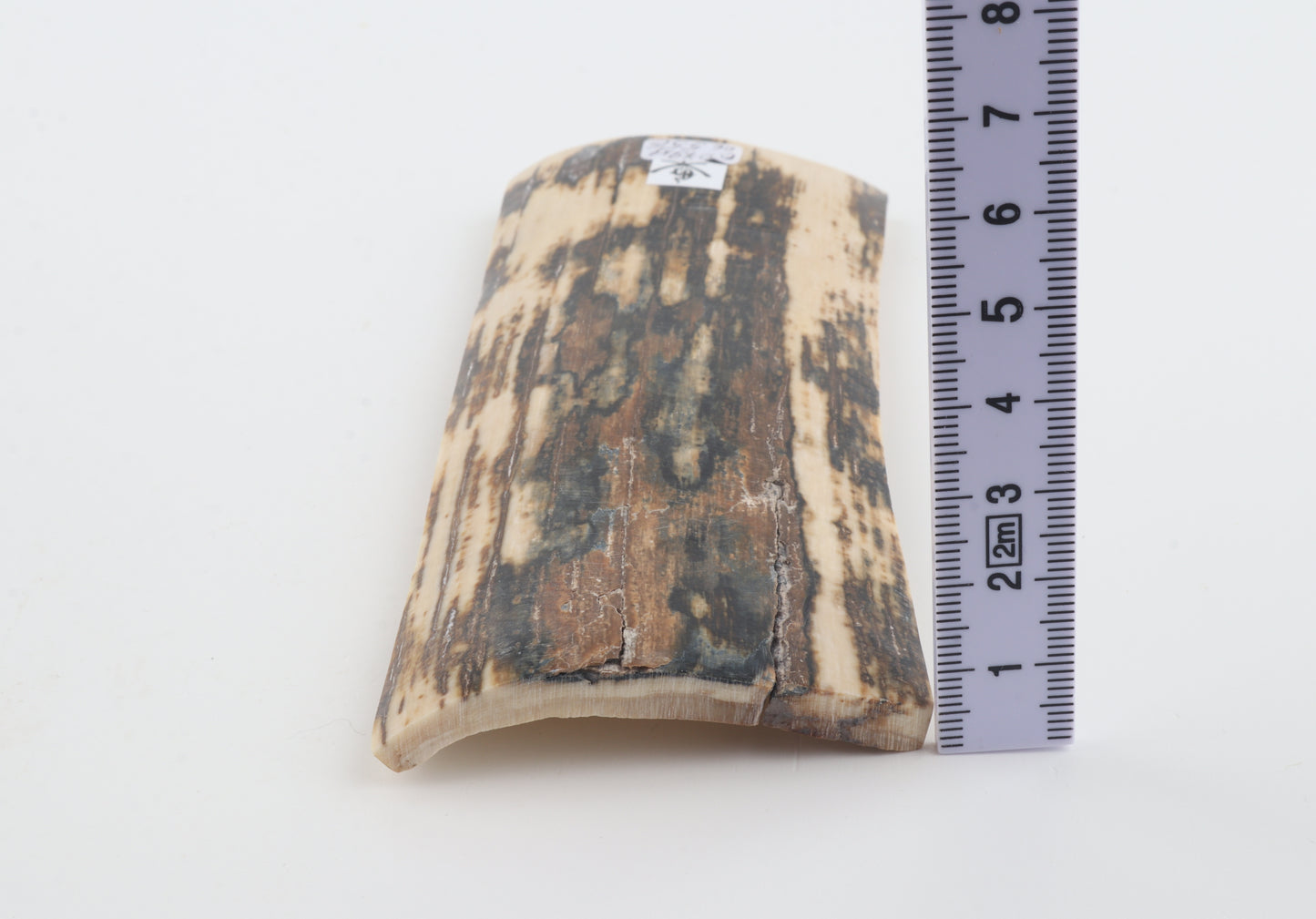 Natural woolly mammoth bark