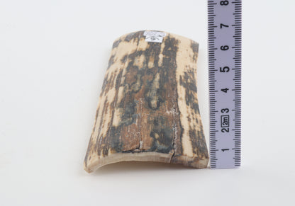 Natural woolly mammoth bark