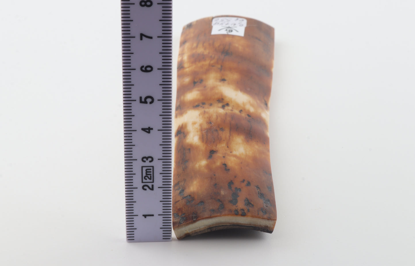 Caramel-brown mammoth bark