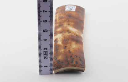 Caramel-brown mammoth bark