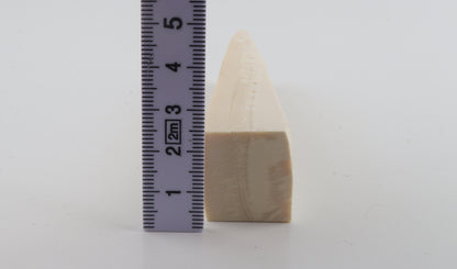 White mammoth ivory segment