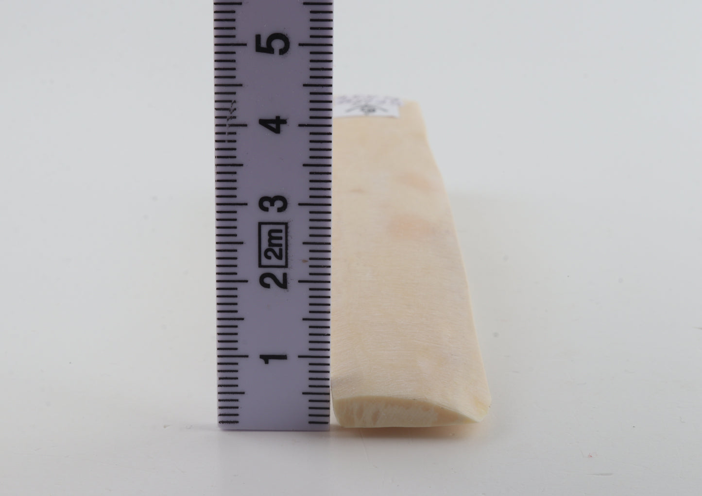 White mammoth ivory segment