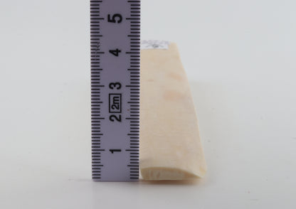 White mammoth ivory segment
