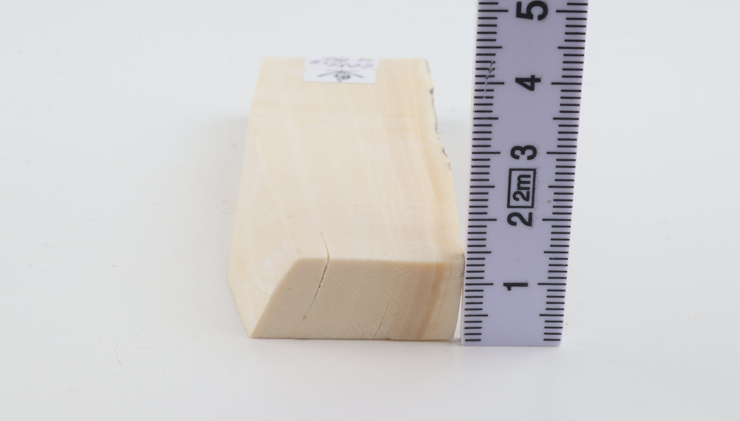 White mammoth ivory segment