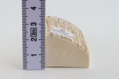 Natural mammoth ivory piece