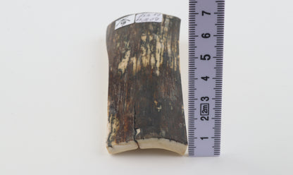 Brown-green mammoth bark