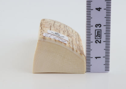 Natural mammoth ivory piece