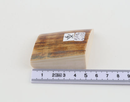 Natural mammoth ivory piece