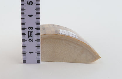 Natural mammoth ivory piece
