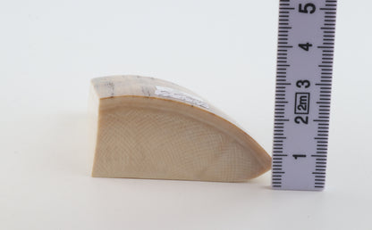 Natural mammoth ivory piece