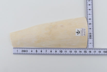 White mammoth ivory segment