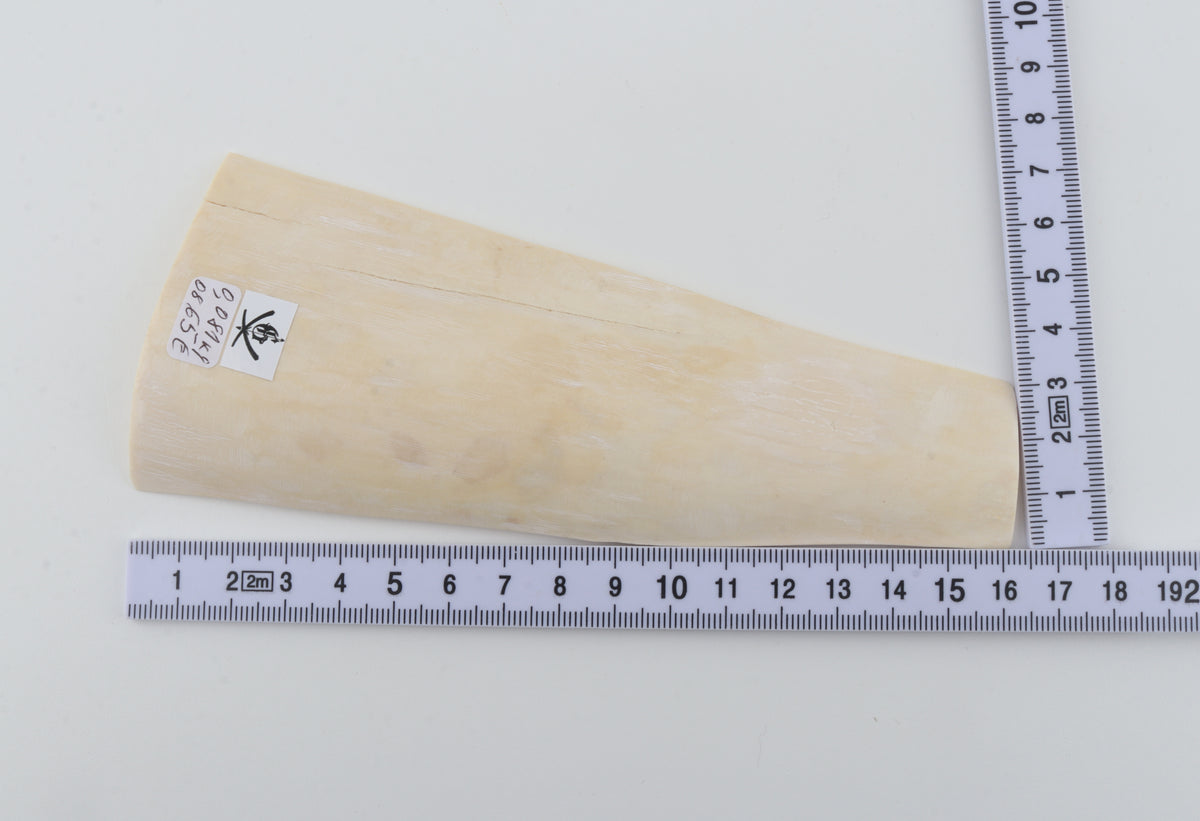 White mammoth ivory segment