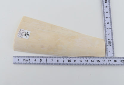 White mammoth ivory segment