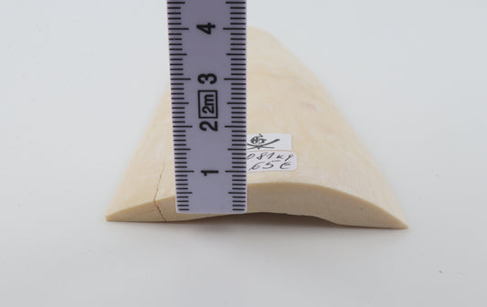White mammoth ivory segment