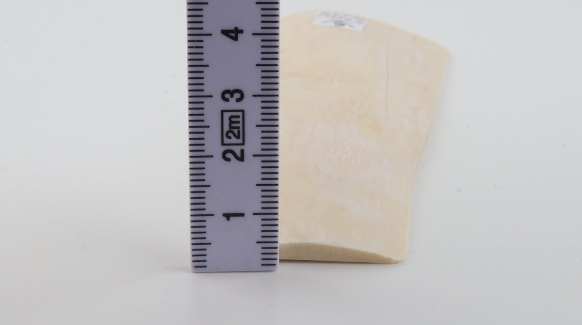 White mammoth ivory segment