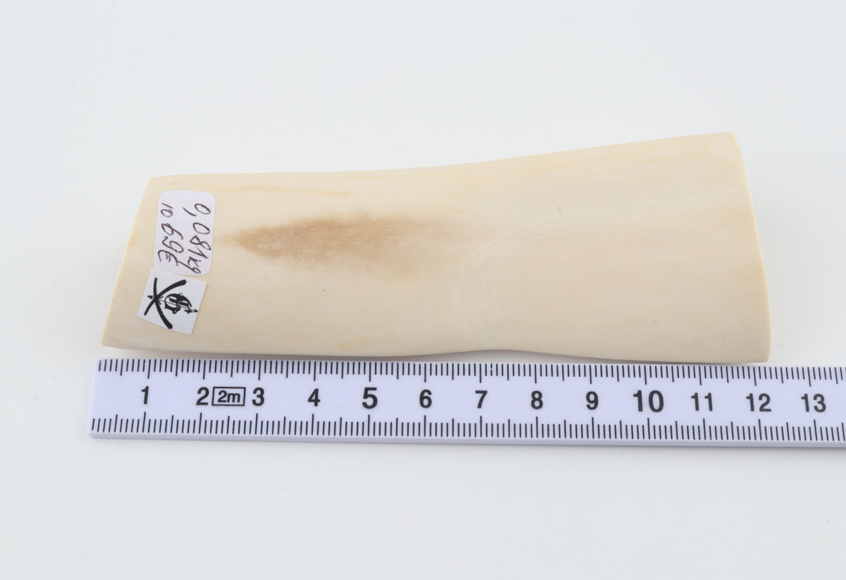 White mammoth ivory segment