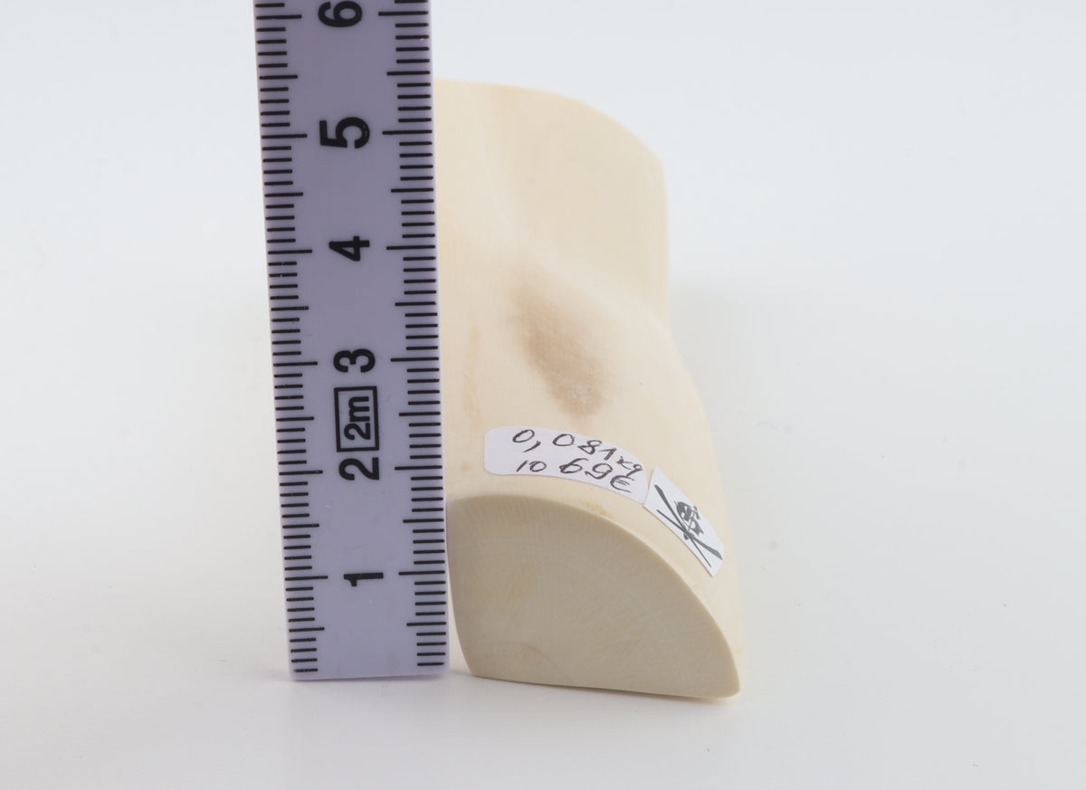 White mammoth ivory segment