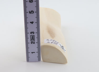 White mammoth ivory segment
