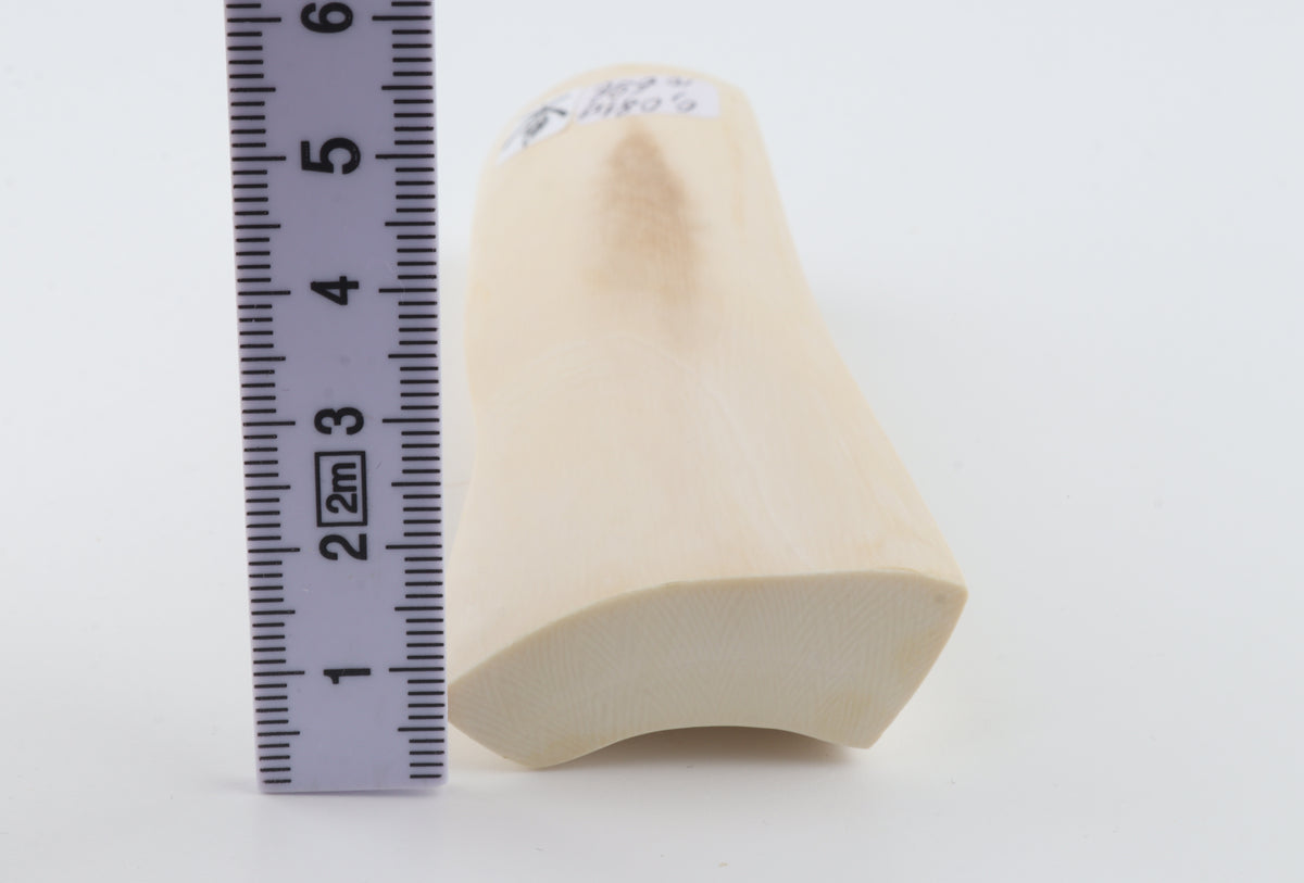 White mammoth ivory segment