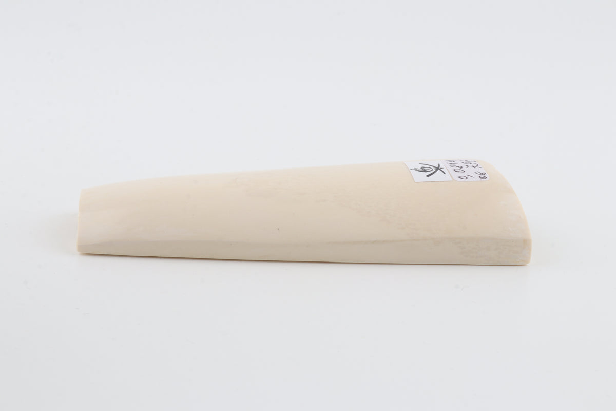 White mammoth ivory segment