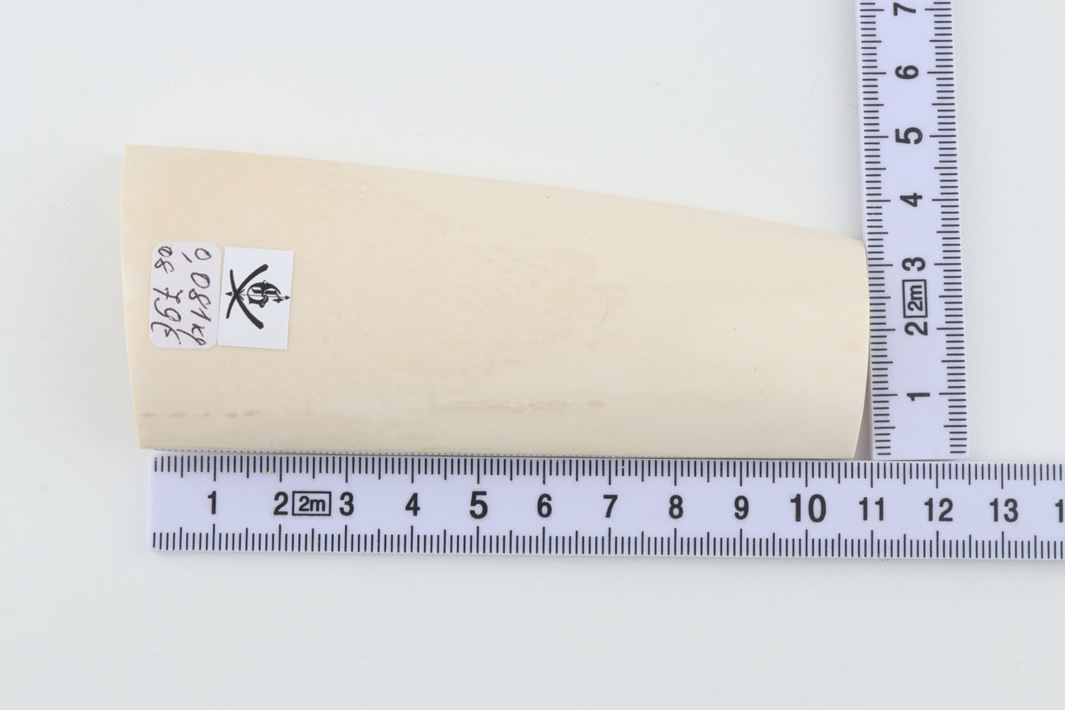 White mammoth ivory segment