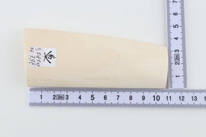 White mammoth ivory segment