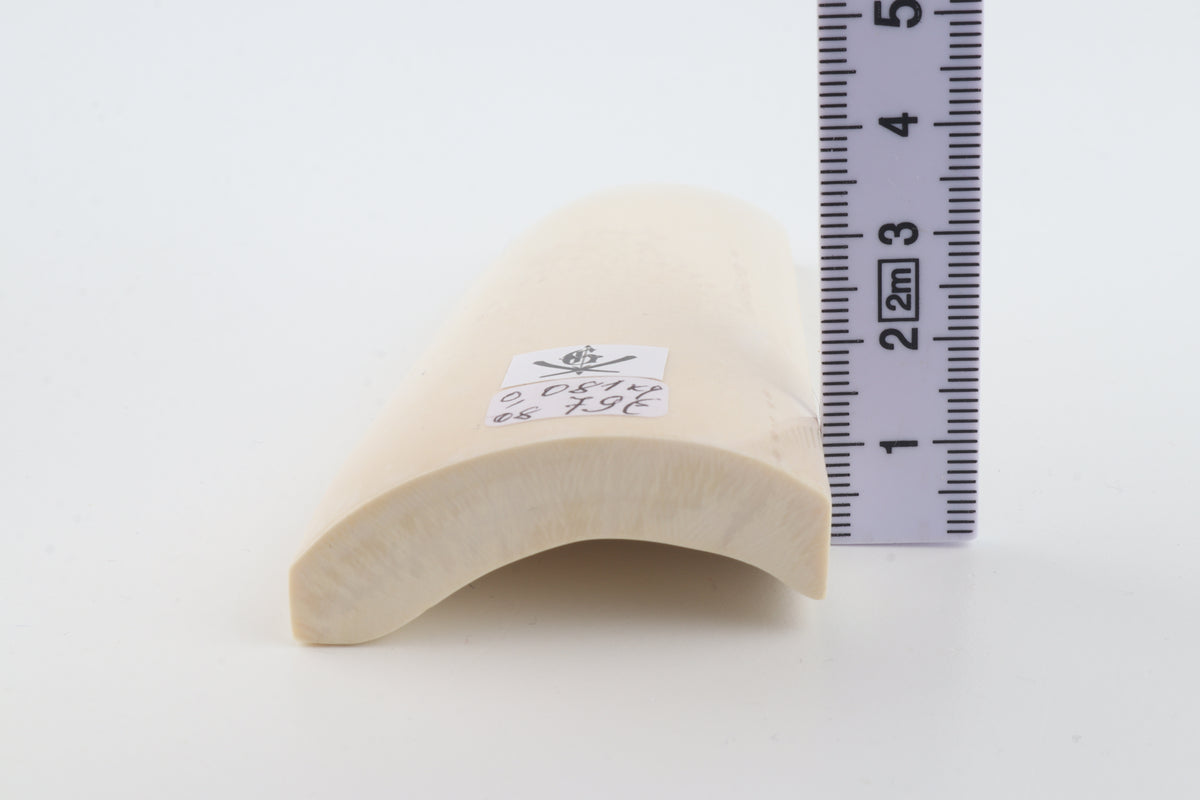 White mammoth ivory segment