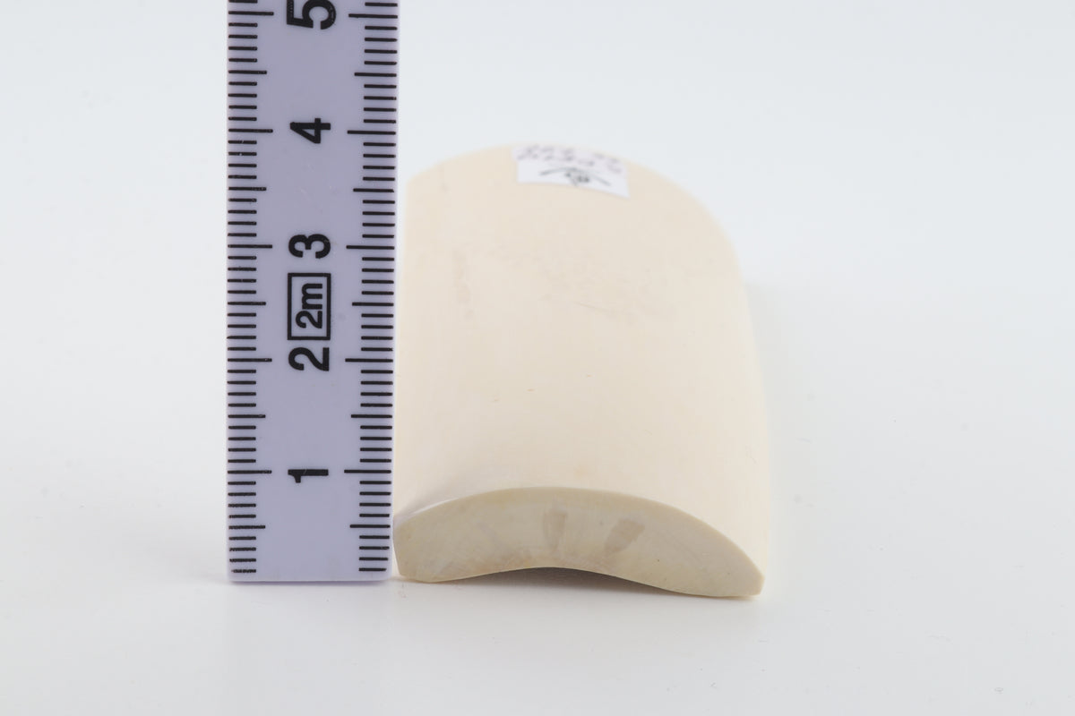 White mammoth ivory segment