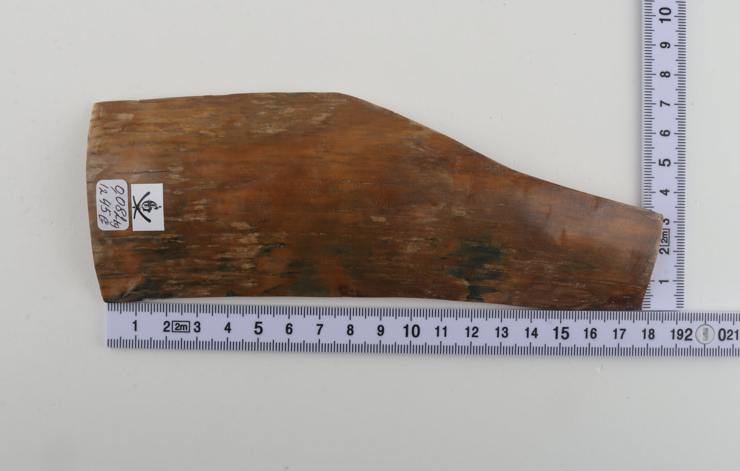 Caramel-blue mammoth bark