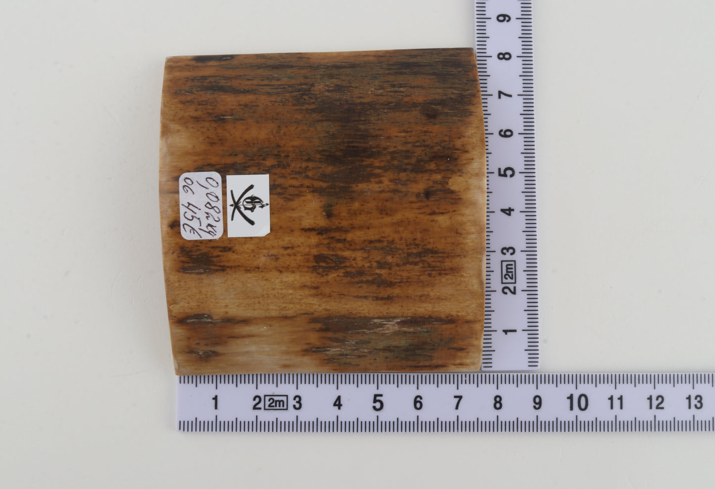 Orange-brown mammoth bark
