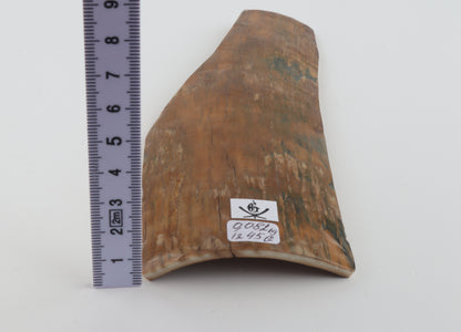 Caramel-blue mammoth bark