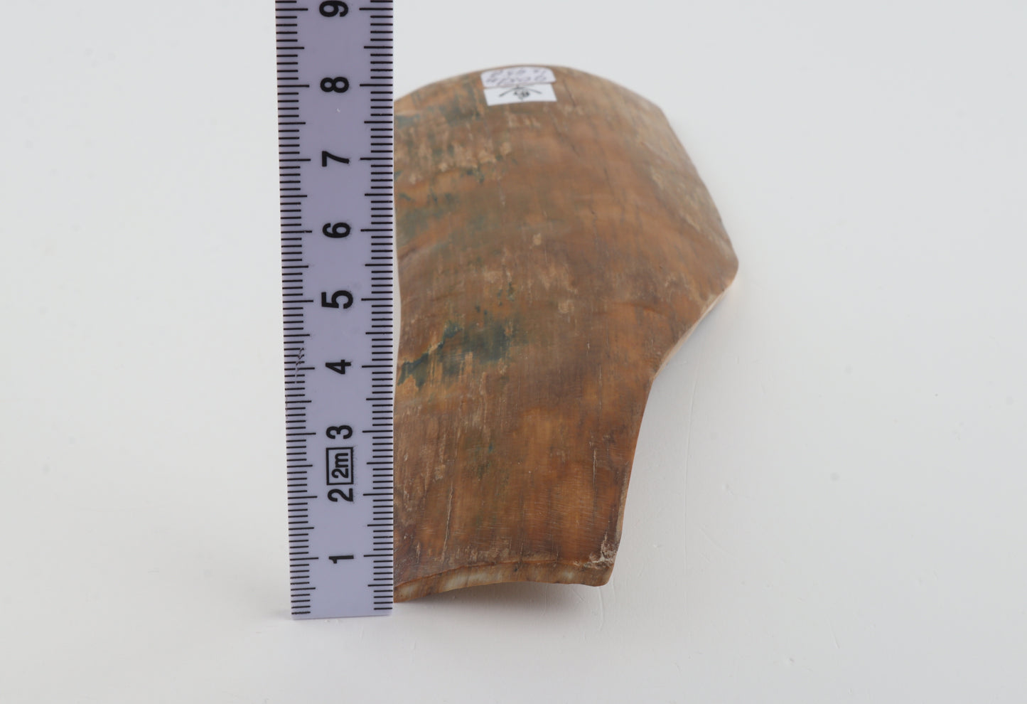 Caramel-blue mammoth bark