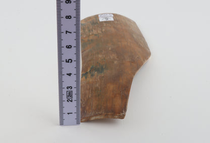 Caramel-blue mammoth bark