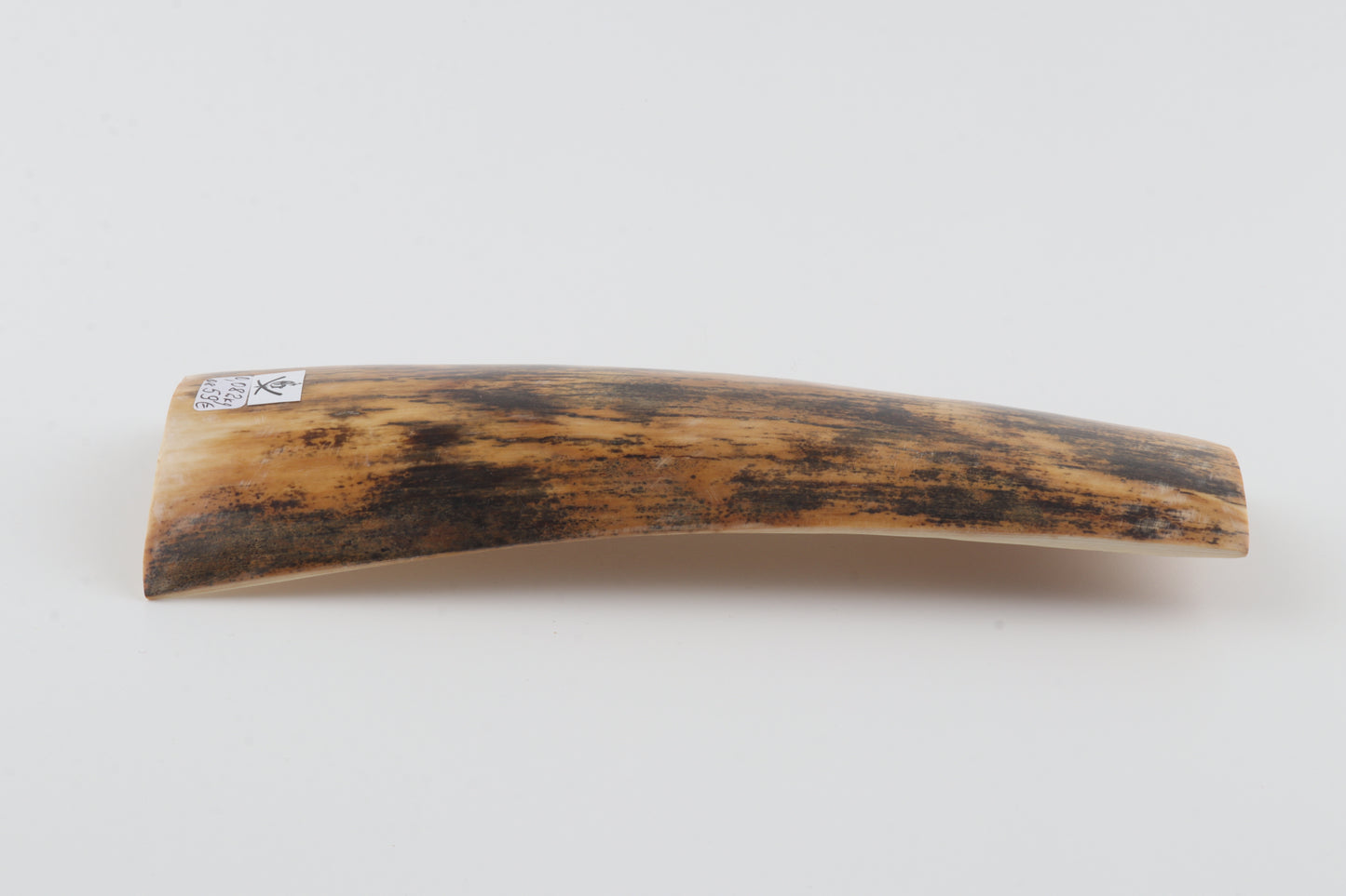 Yellow-black mammoth bark