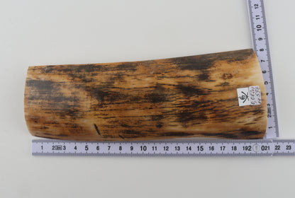 Yellow-black mammoth bark