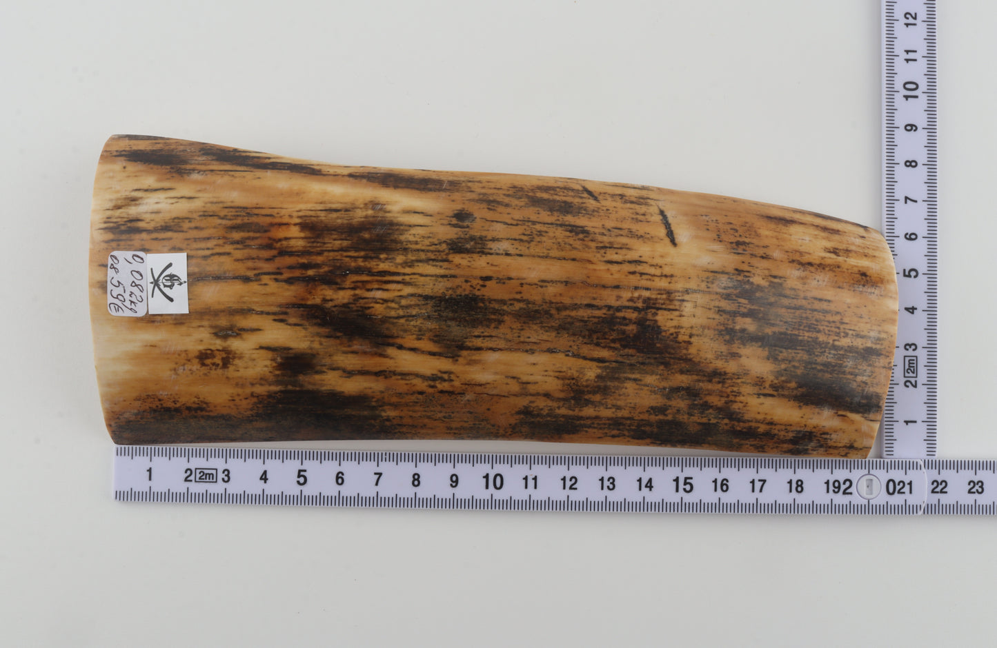 Yellow-black mammoth bark