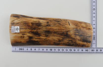 Yellow-black mammoth bark