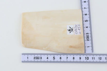 White mammoth ivory segment